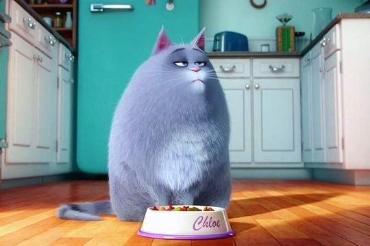 赵小辫还记得前阵上映的一部关于狗猫的电影《爱宠大机密》里有一只