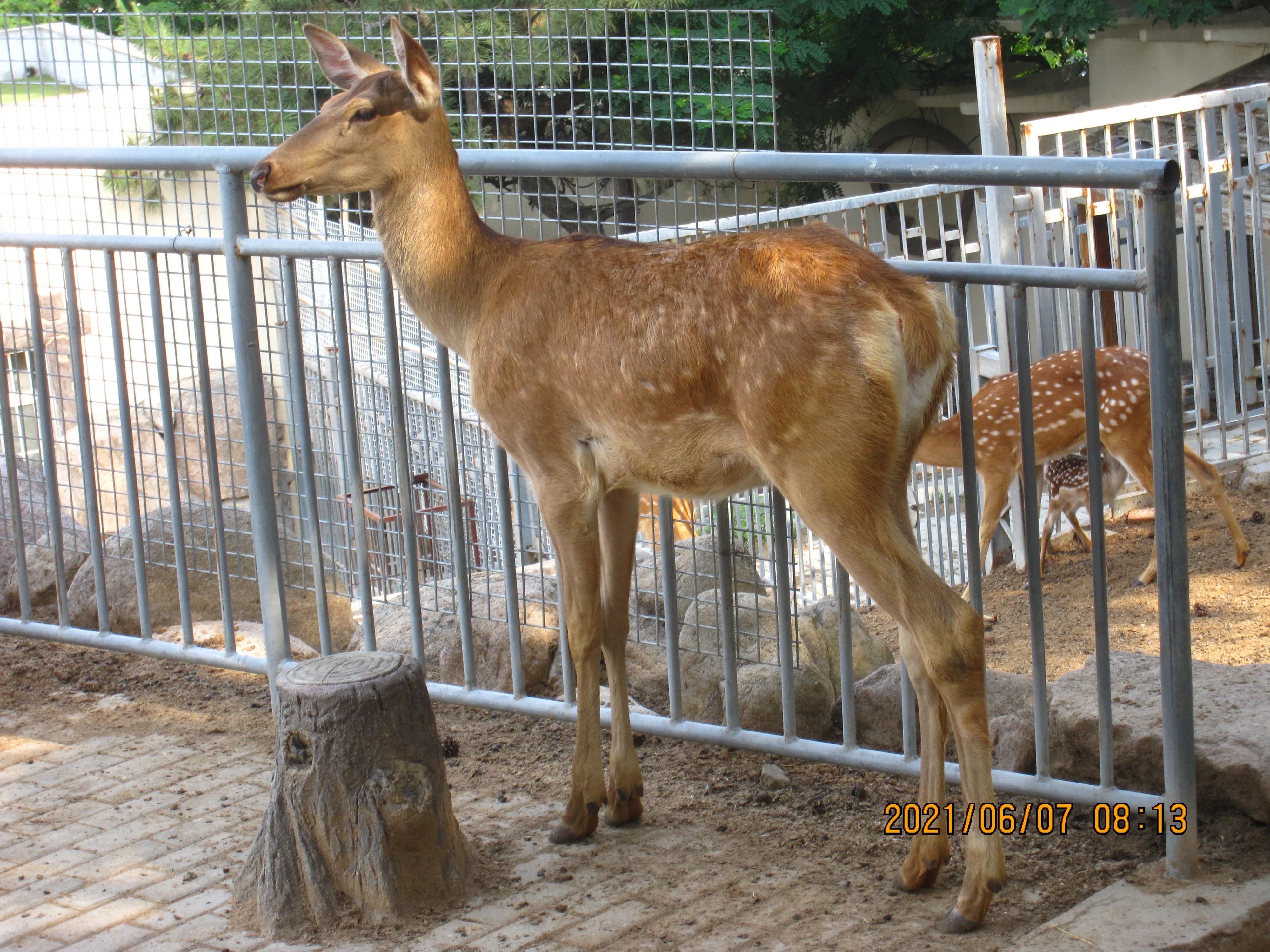 黄荷>黄迪翠>祝晨晨>曾露露>李俏俏|估计魏渊垫底儿4000_3000