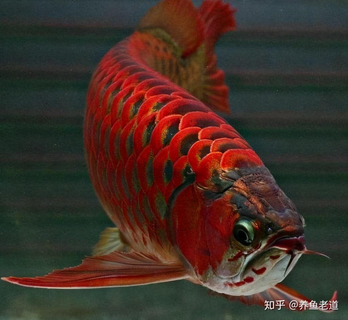 鱼友比较喜欢饲养的风水鱼,都有哪些品种?