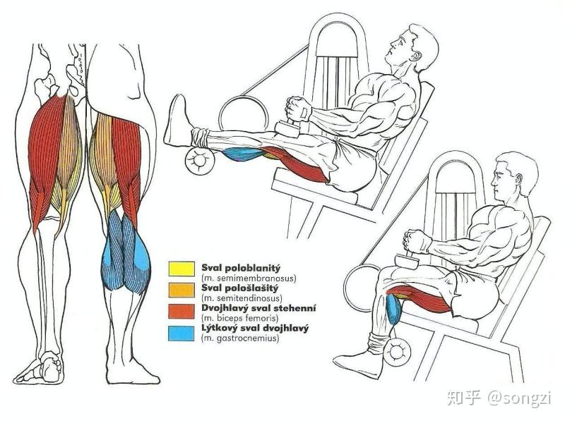 練腿初階經典動作坐姿腿屈伸