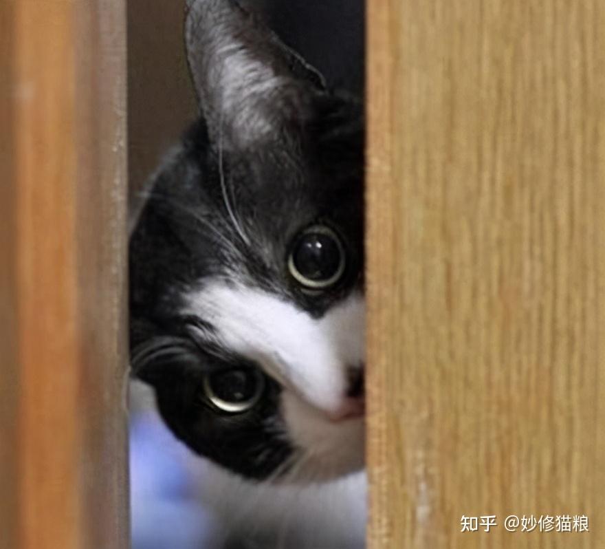 但又好奇主人的反应,所以只好"暗中观察",要是猫咪害怕紧张地偷偷看你