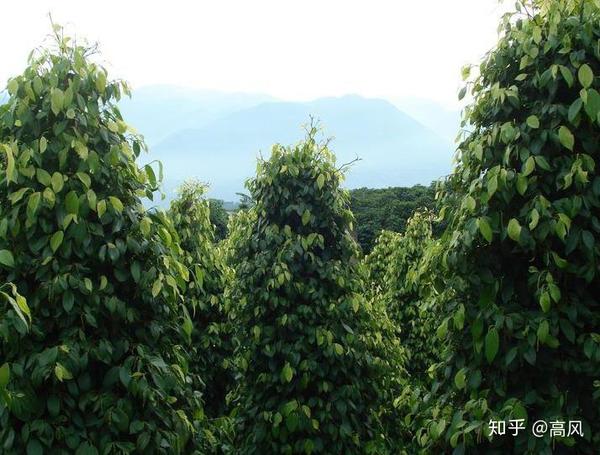 汉代传入中国的植物 胡椒 知乎
