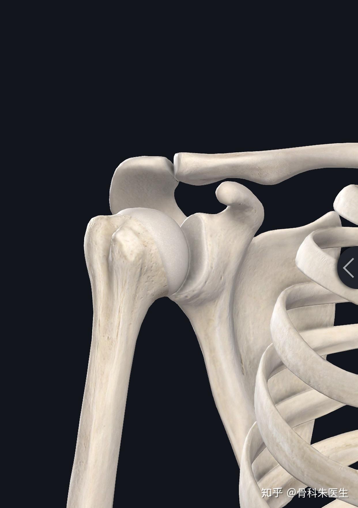 肩关节有哪些关节组成? - 知乎