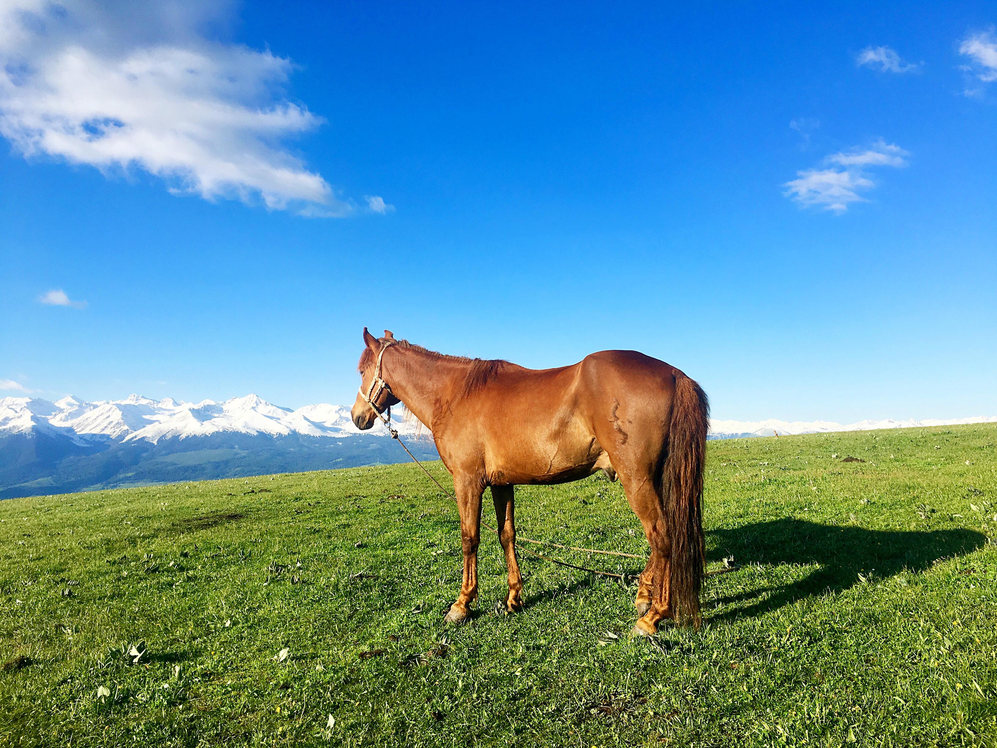 牧民家的用水都是从草原上的水洼里汲的,水质不好,可以自备些饮用水