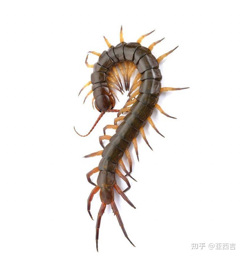 女大学生在寝室发现巨拟叶螽,网友评论称「以为是个玩偶,结果是活的」