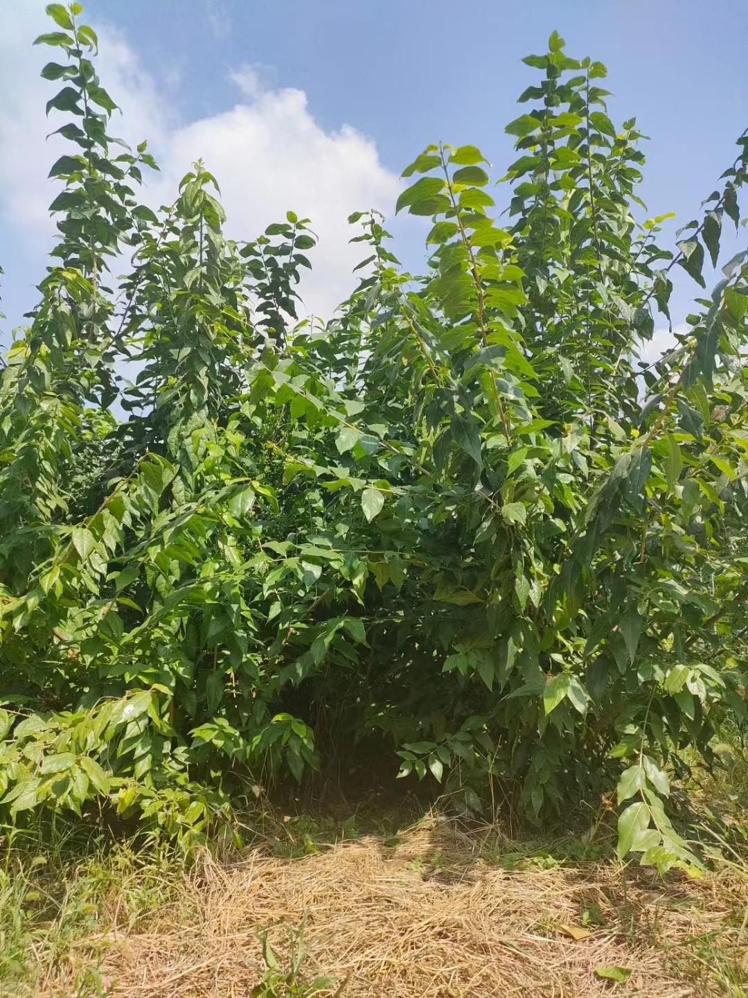 丛生腊梅基地