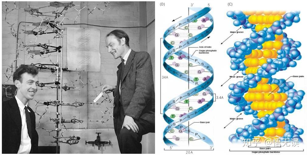 克里克提出了dna双螺旋结构学说科学研究,由分门别类的线性研究,走进