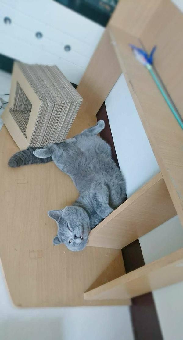 夏天太热 除了开冷气外有什么让猫凉爽的方法 知乎