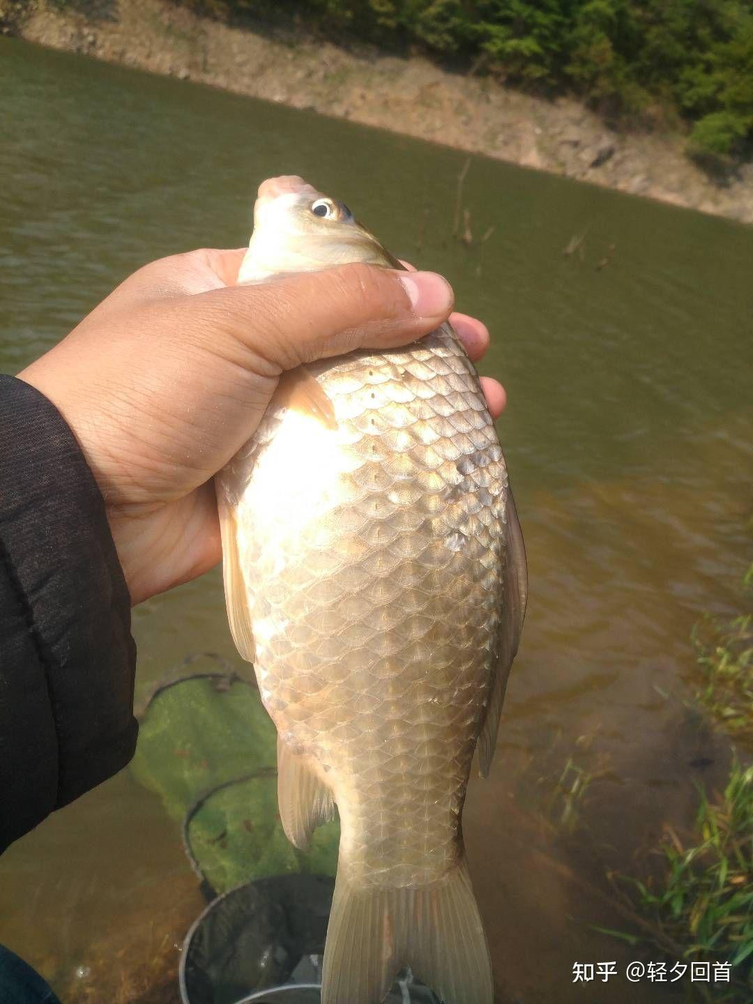 夏天野钓鲫鱼适合什么样的饵料?
