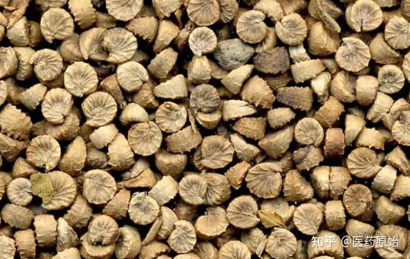 带你识别冬葵果