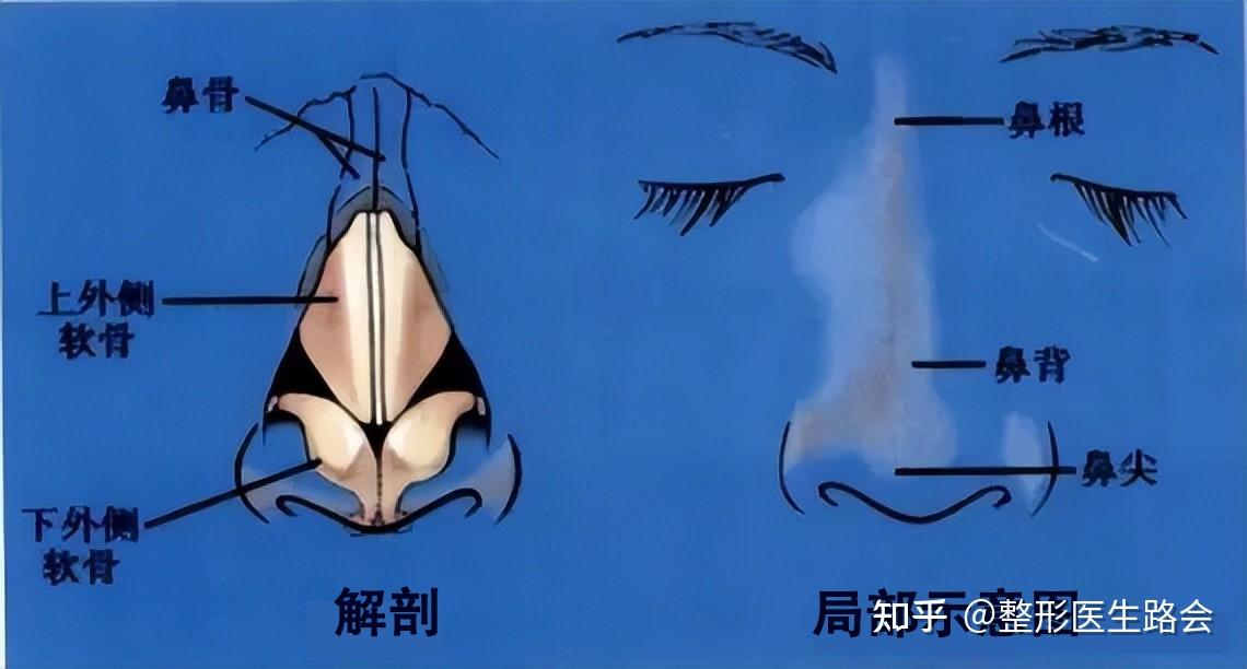三甲医生亲笔整理分享:鼻部美学标准和解刨结构是怎样的? - 知乎