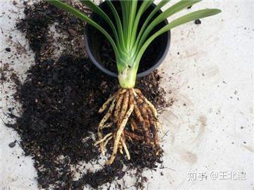 你家花的100种死法 知乎