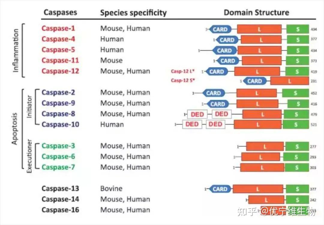caspase家族图片