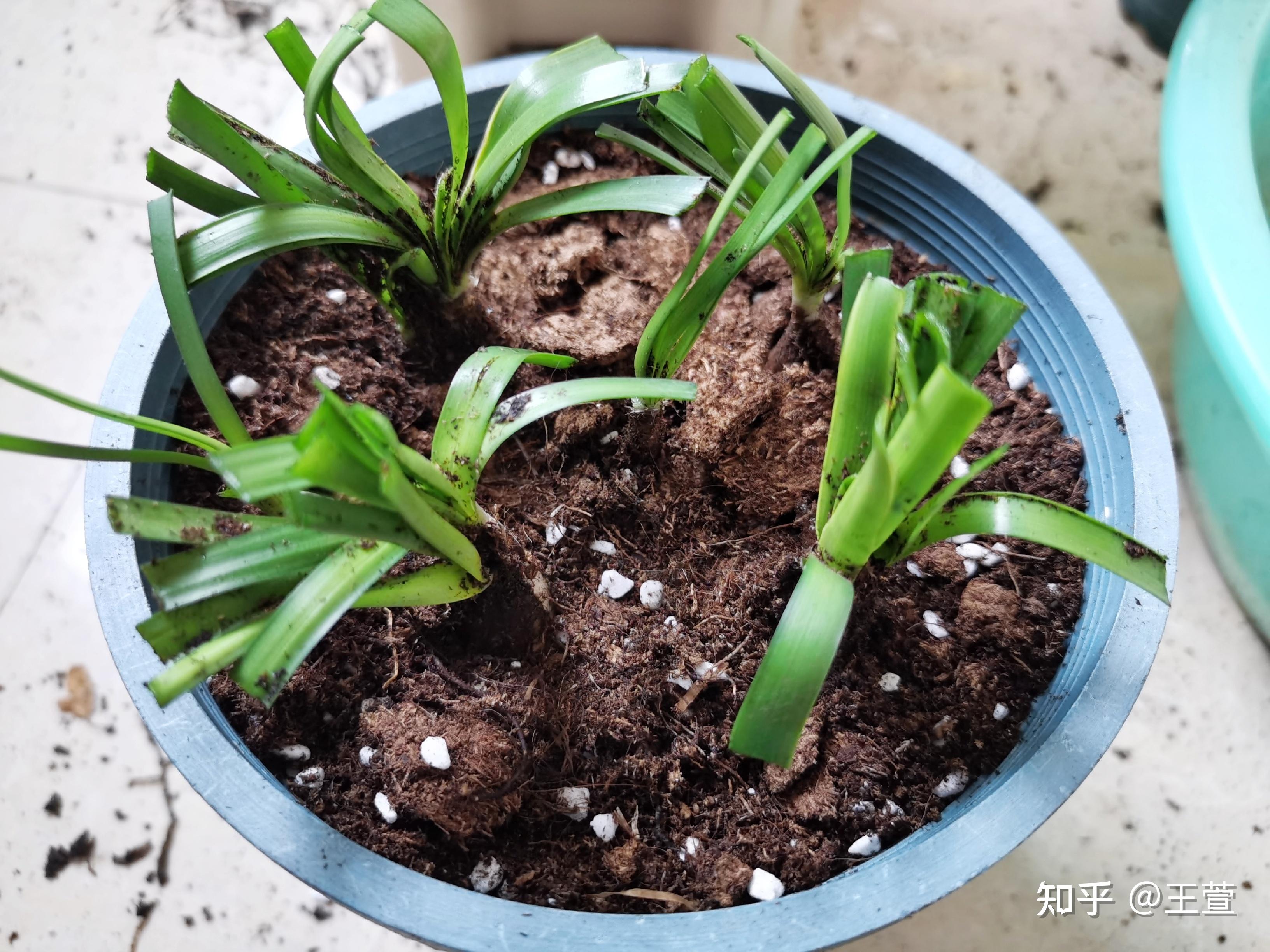 风雨兰是时候翻盆了