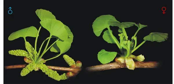 银杏雄花(左)和雌花(右)银杏的种子是我国的一味传统中药材.