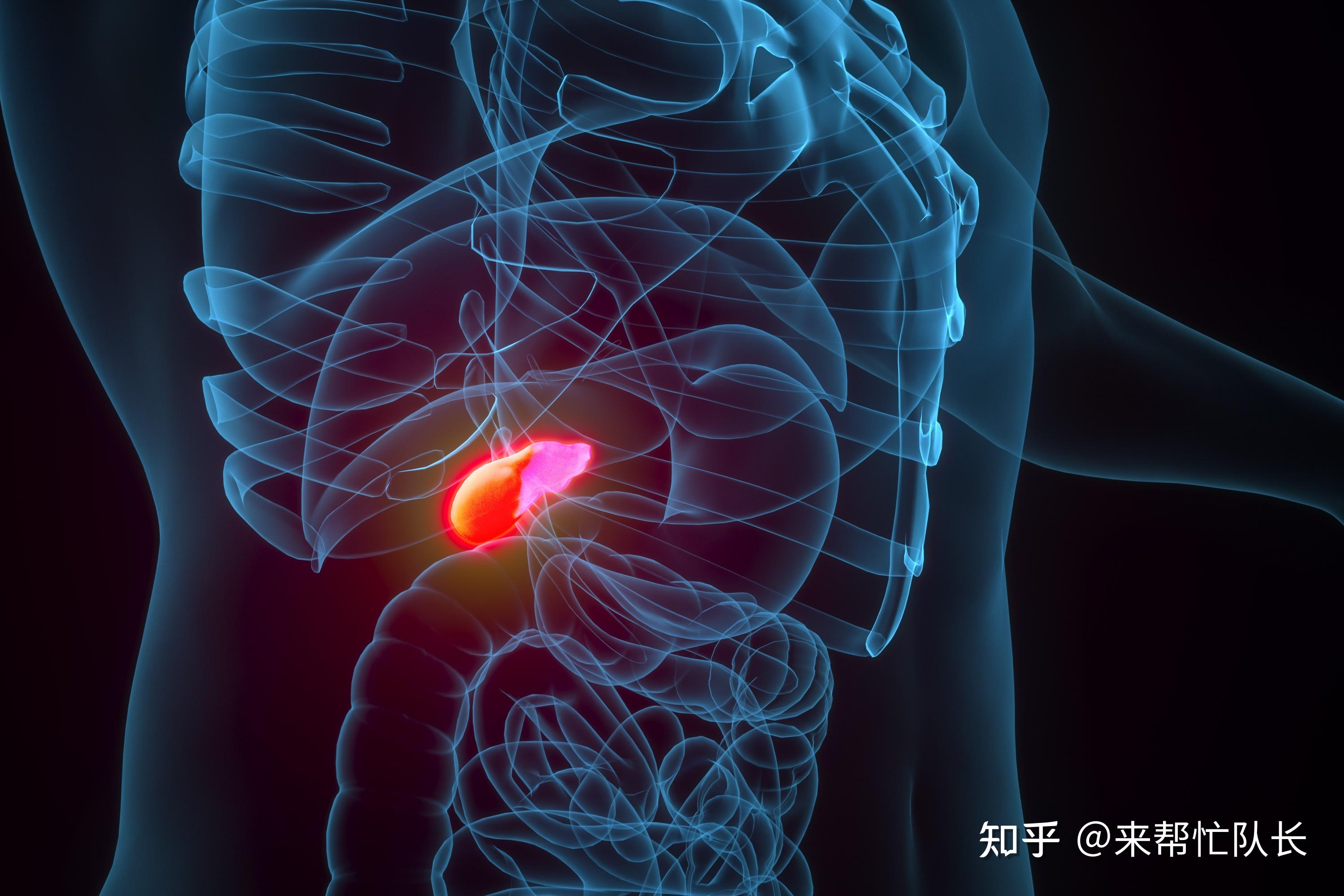 人体胆和胰腺位置图片图片