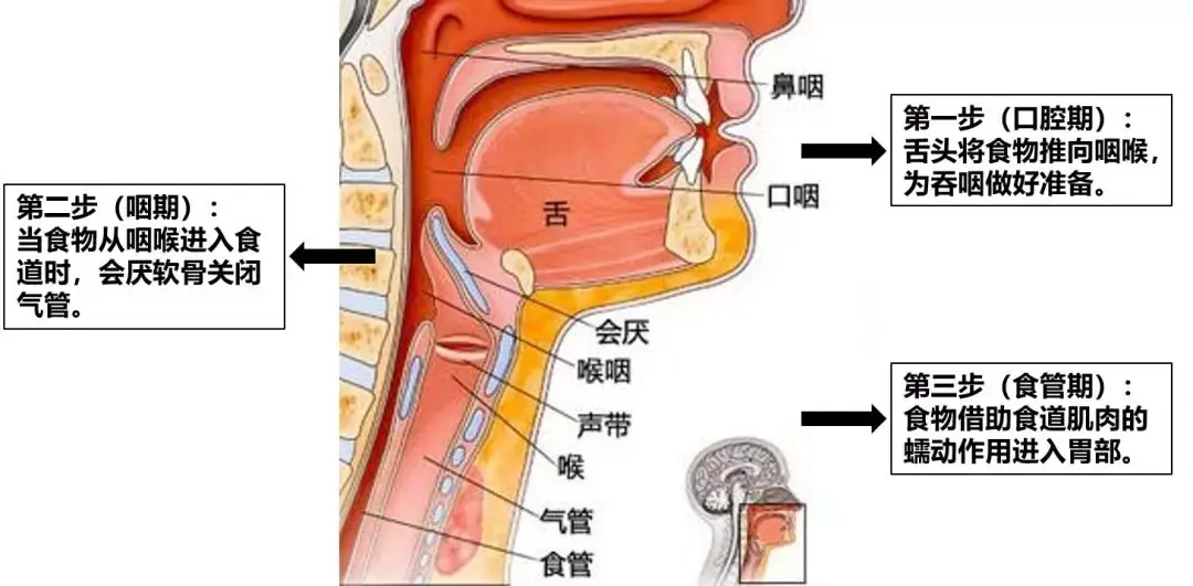 咽和喉的位置图片