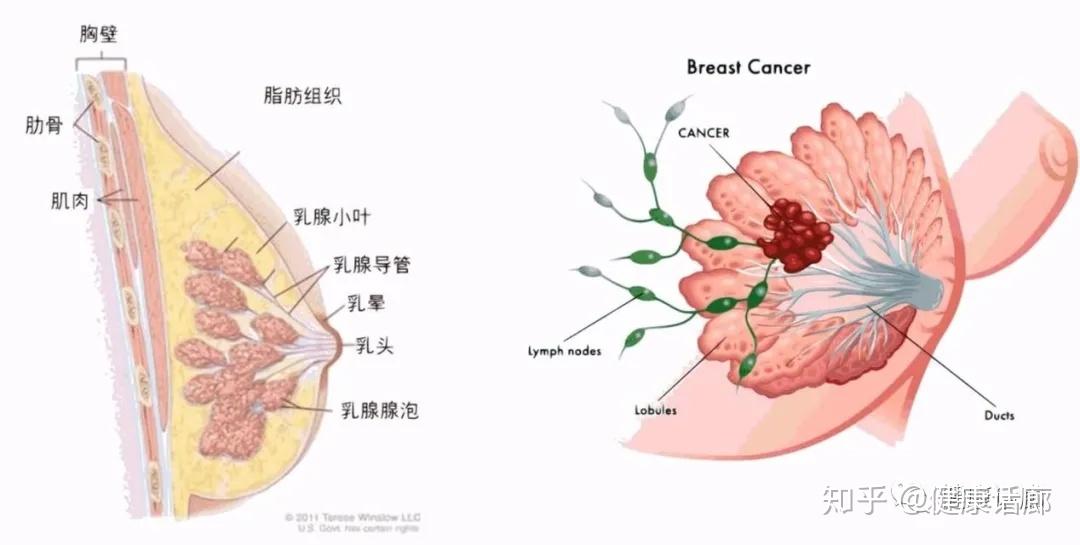 乳腺腺体组织图片