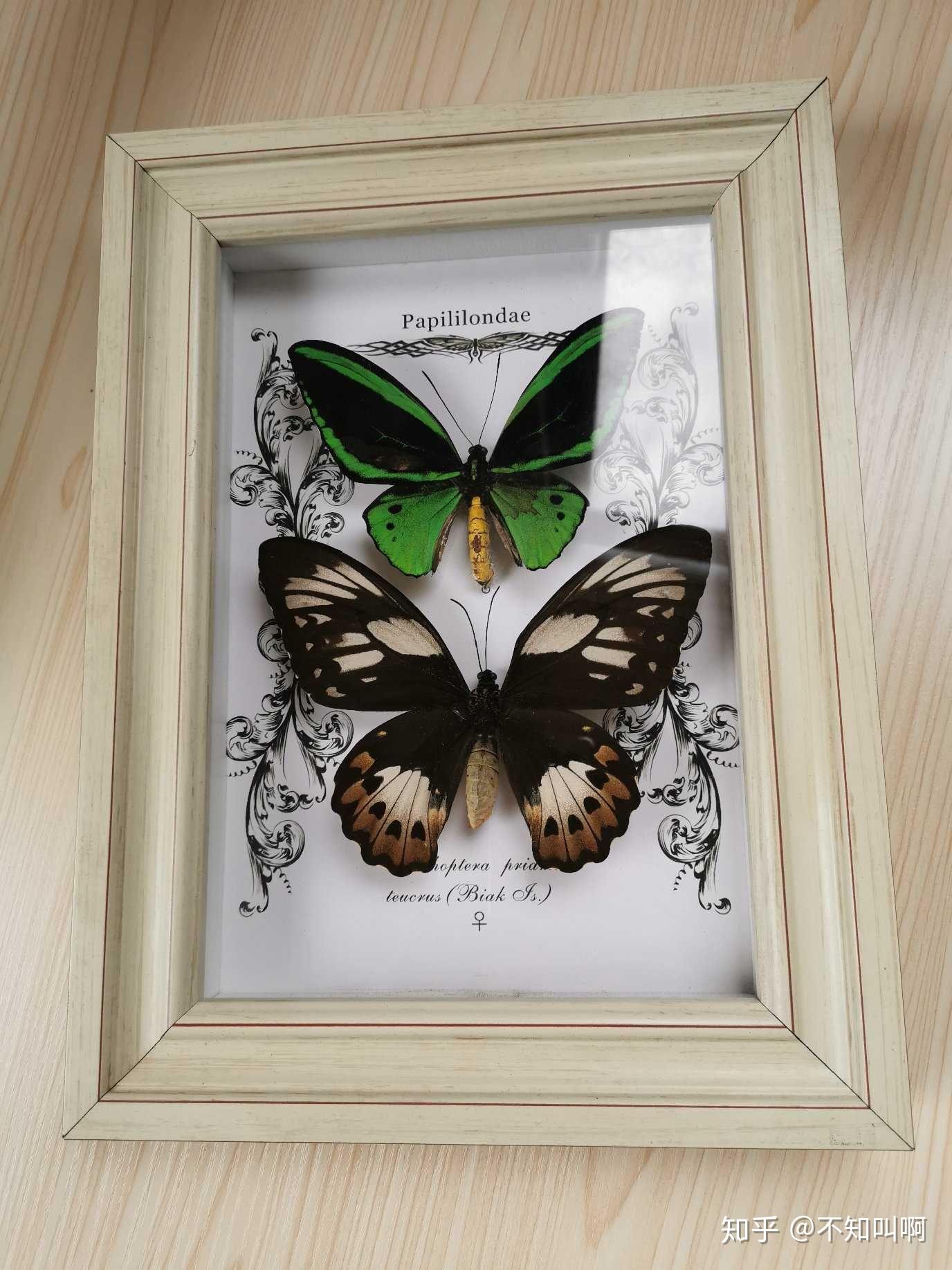 蝴蝶的翅膀在环境中十分显眼,但为什么没有被淘汰而保留下来,是有什么