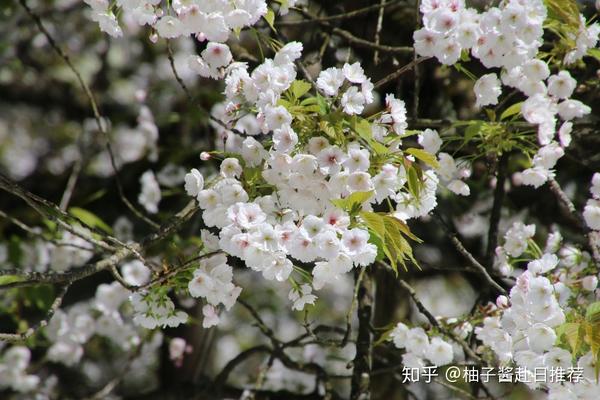 彼岸樱花整理图片