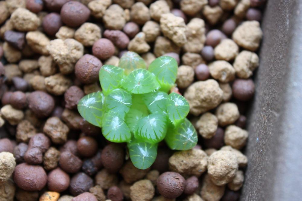 夏歇的那些多肉 知乎