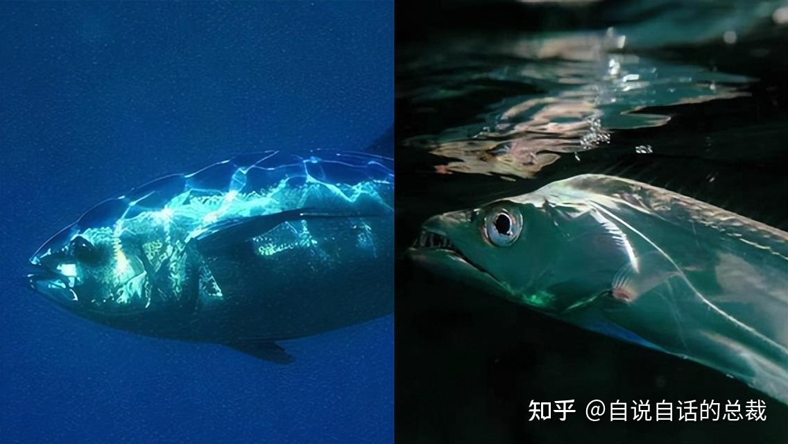 从家常海鲜,到神秘鱼类,为什么买鲳鱼就像买彩票一样? - 知乎