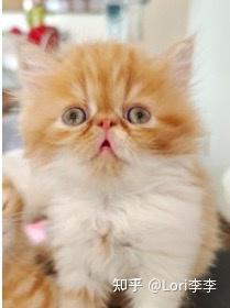 比较便宜的猫粮性价比高的 v2-9f1fa506f0efcd25d5ccfa138dc46388_b.jpg