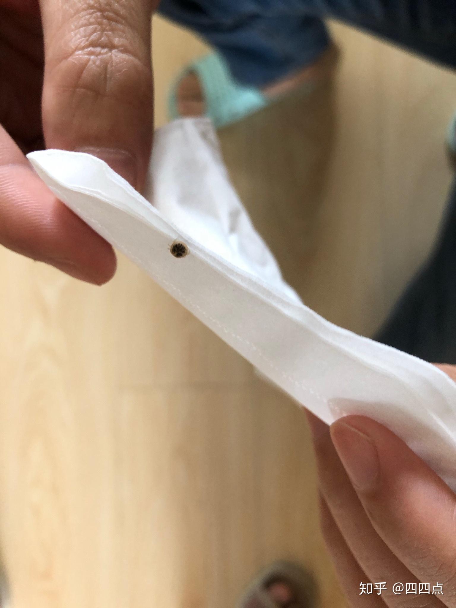 这是什么虫子,圆圆扁扁的,会吸血吗? - 知乎