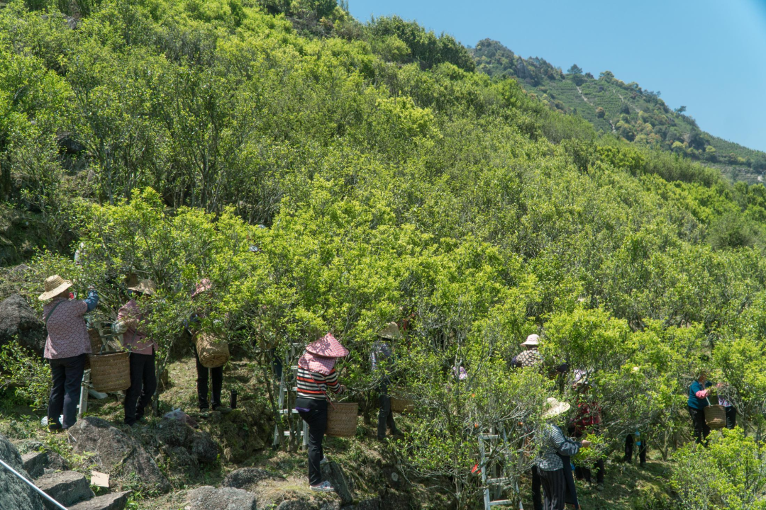 茶饮文化凤凰单丛茶