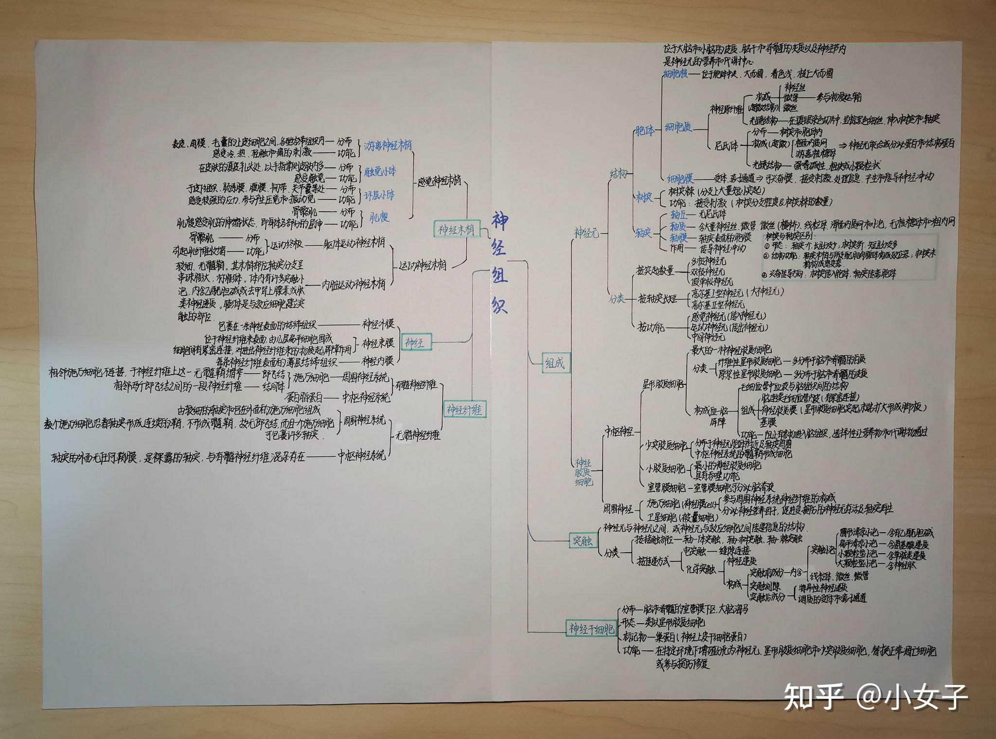 组胚思维导图手写图片