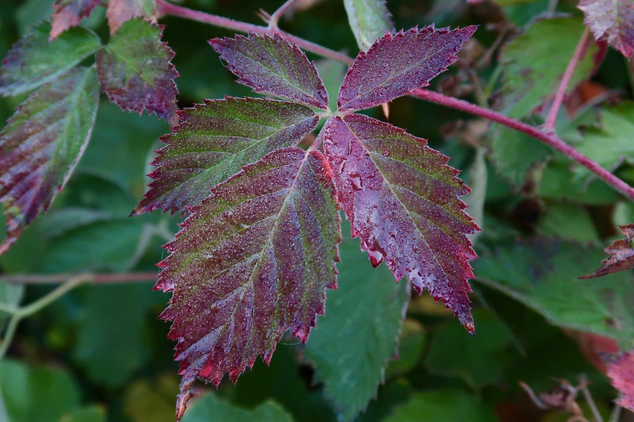5. 植物年龄老化