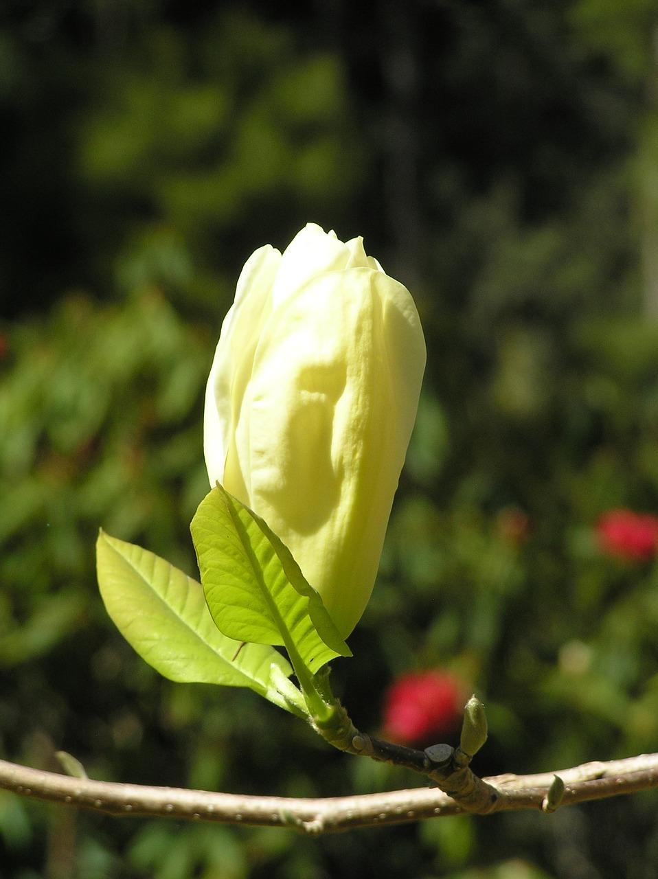 玉兰上城怎么样