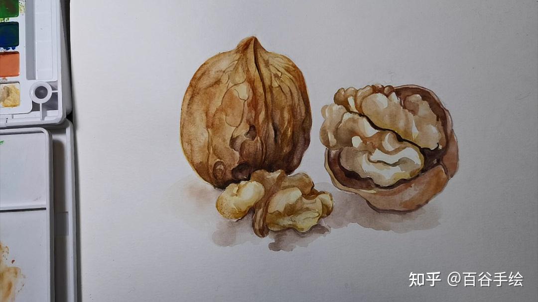 五一小长假就画它啦零基础水彩教程核桃篇