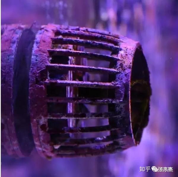 短鲷缸底泥_养短鲷的缸_短鲷缸水体