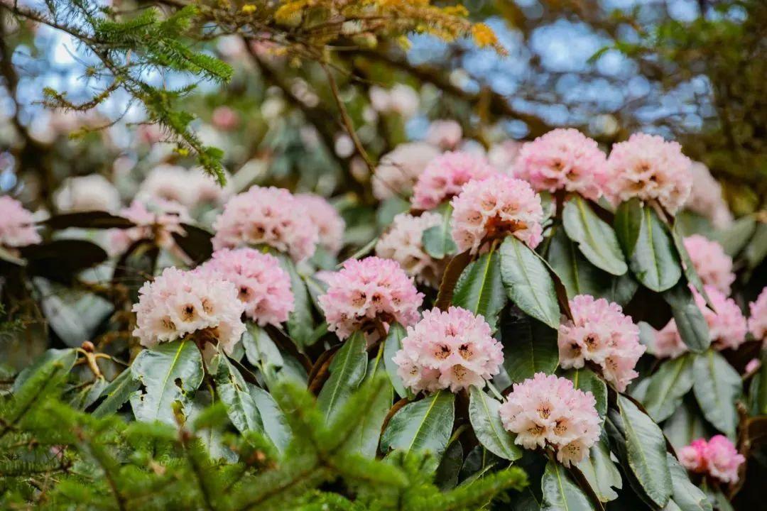 因降雨少,气温回暖快等原因,今年格萨拉片区的高山杜鹃花期提前,主要