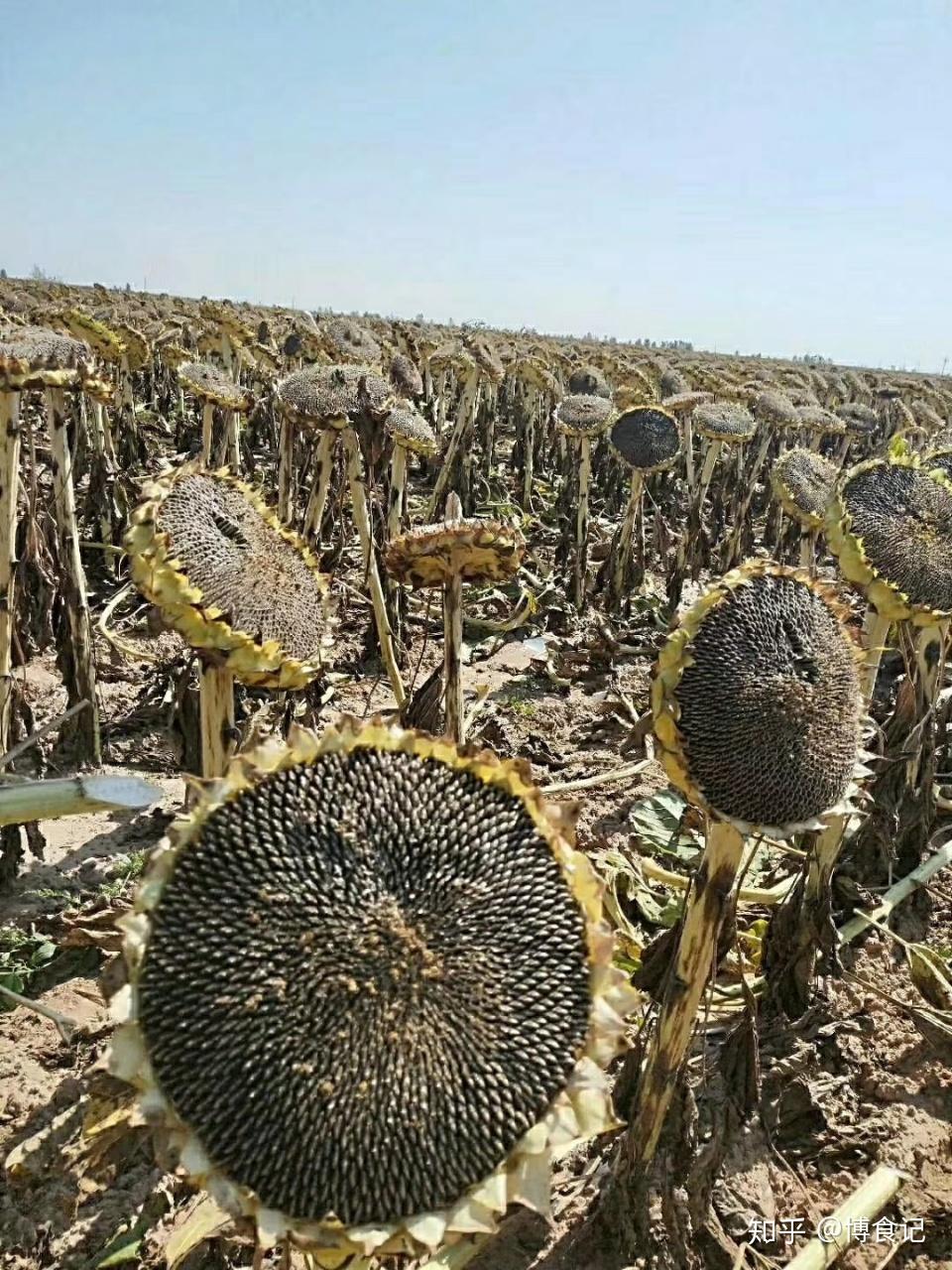 第36篇sh363葵花籽瓜子内蒙古巴彦淖尔市颗粒饱满粒粒香脆表皮干净不