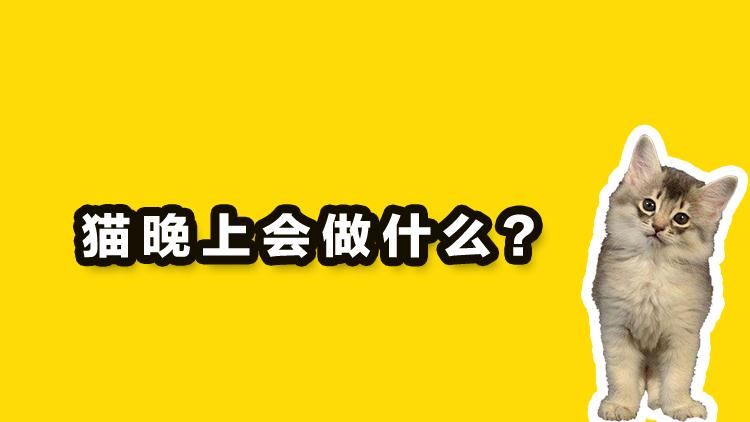 你晚上睡觉时 猫在做什么 知乎 你晚上睡觉时 猫在做什么 知乎