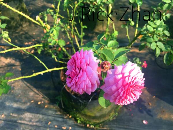 适合庭院 花园种植的优秀月季品种 知乎