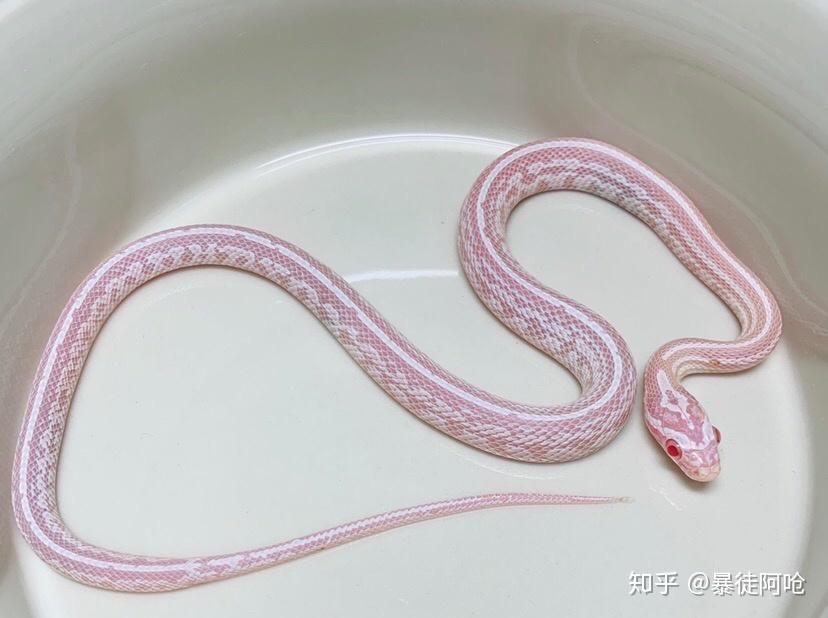 你们在现实中有没有遇到怪异的事情,例如说全身都是白色的蛇 ? - 知乎