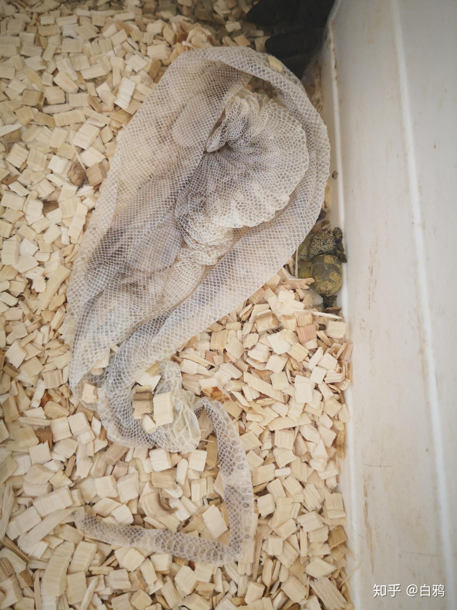 蛇蜕皮期间主人需要注意什么