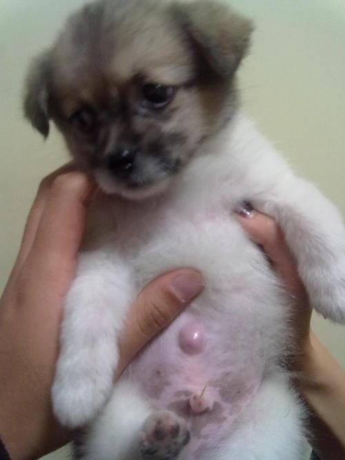 狗狗的脐疝,为什么不建议在六个月之前做手术修复呢?