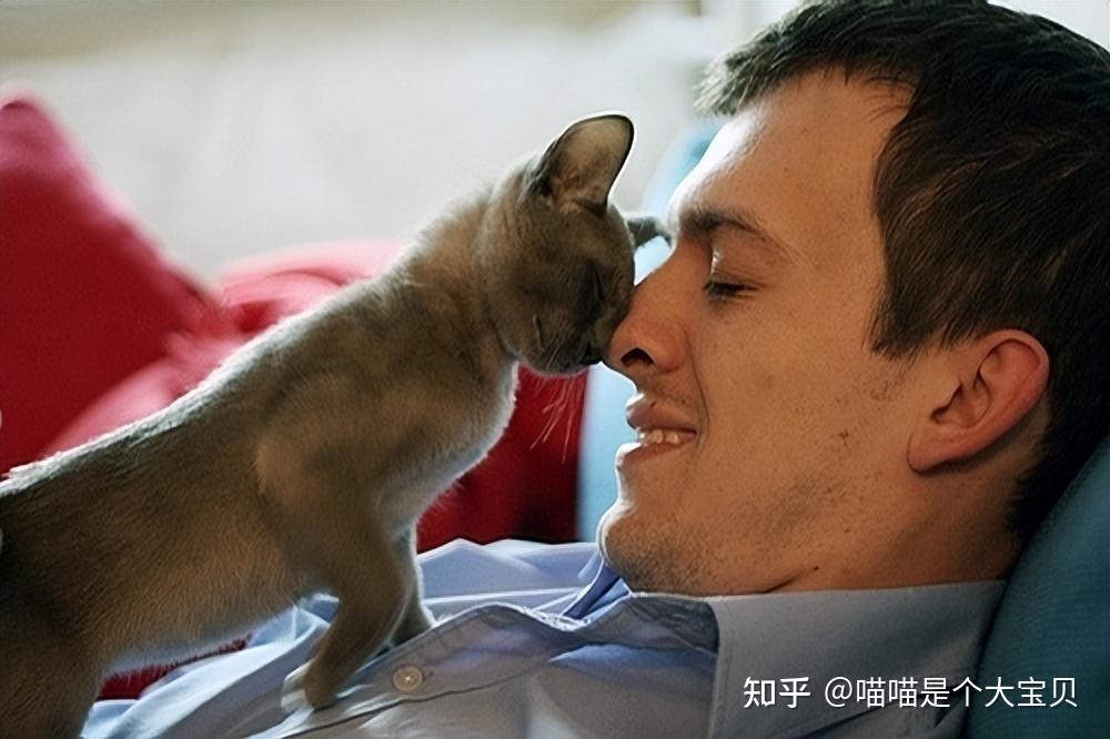 养猫和不养猫的人,十年后身体差距,显而易见 - 知乎