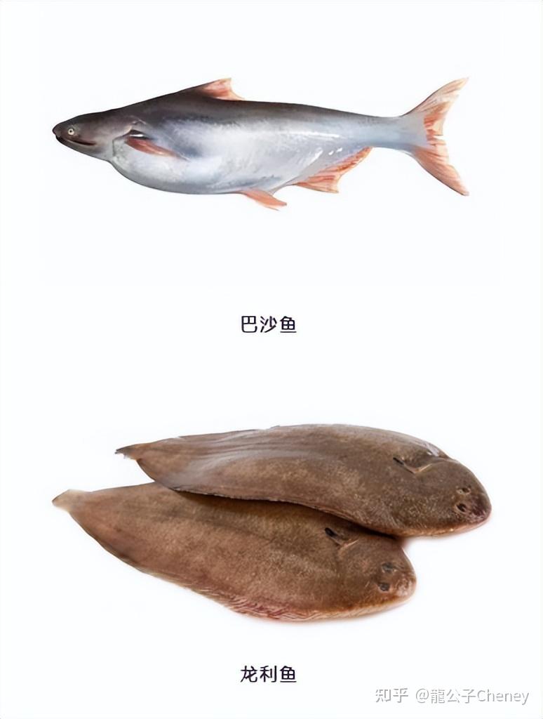 巴沙鱼到底有多差龙利鱼又好在哪里