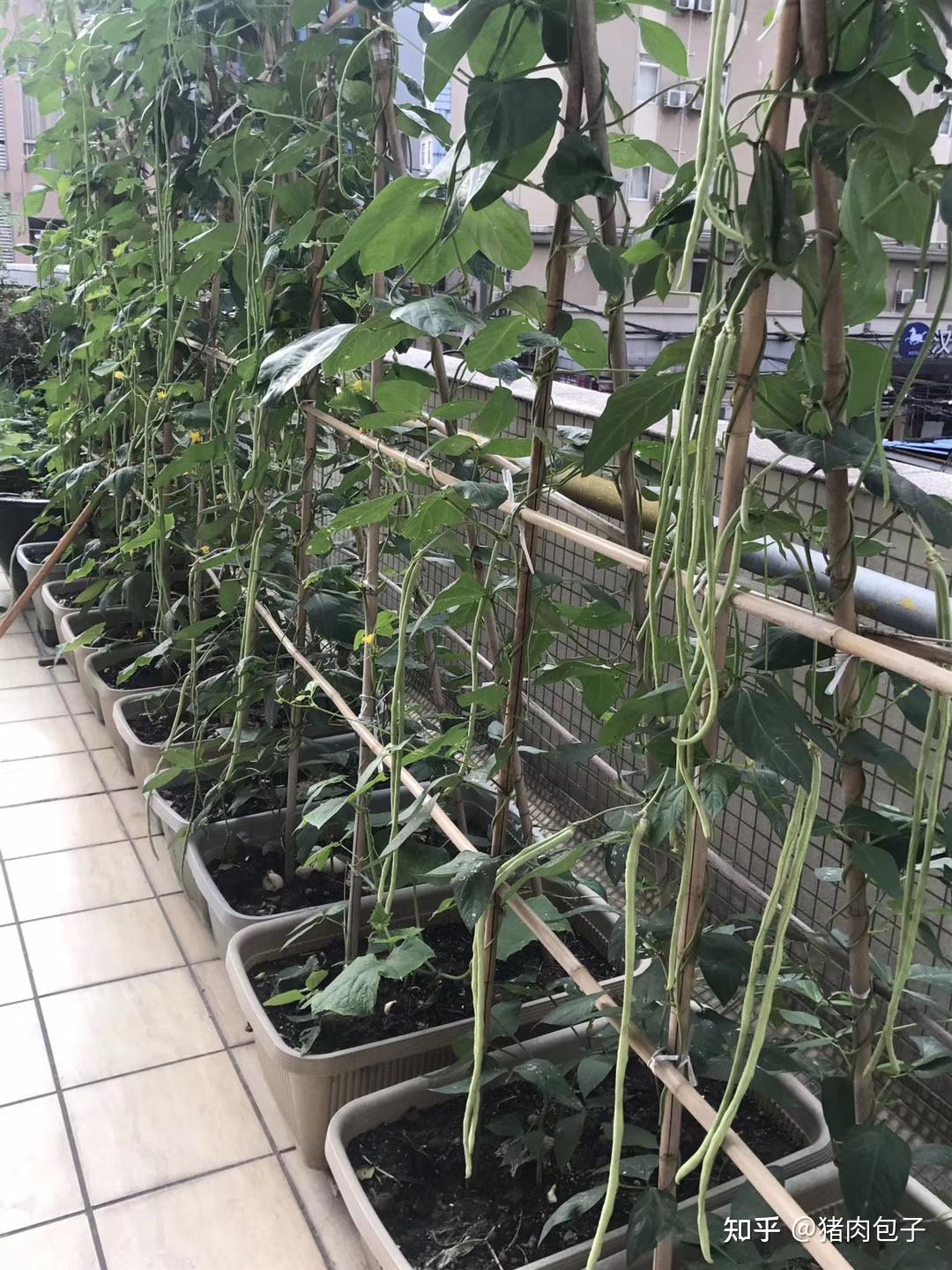 为什么中国人对在家种菜这么执着很多人都想把阳台和花园都变成菜园地