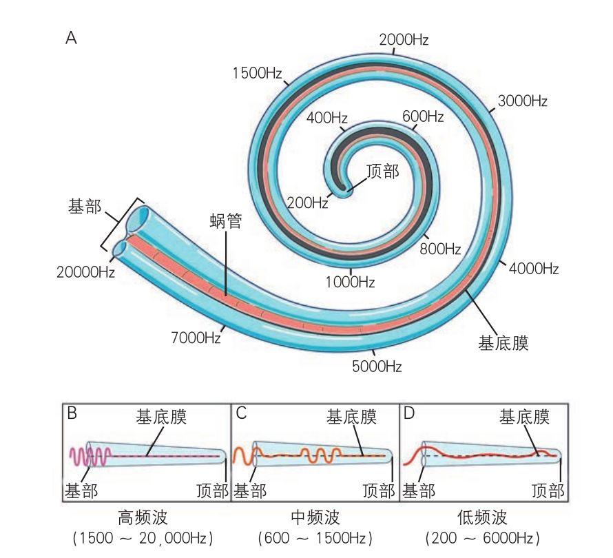 生理58行波之说冯贝凯希从通信工程师到听觉研究开拓者