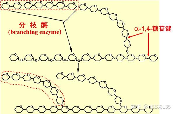 生物化学重点总结 - 知乎