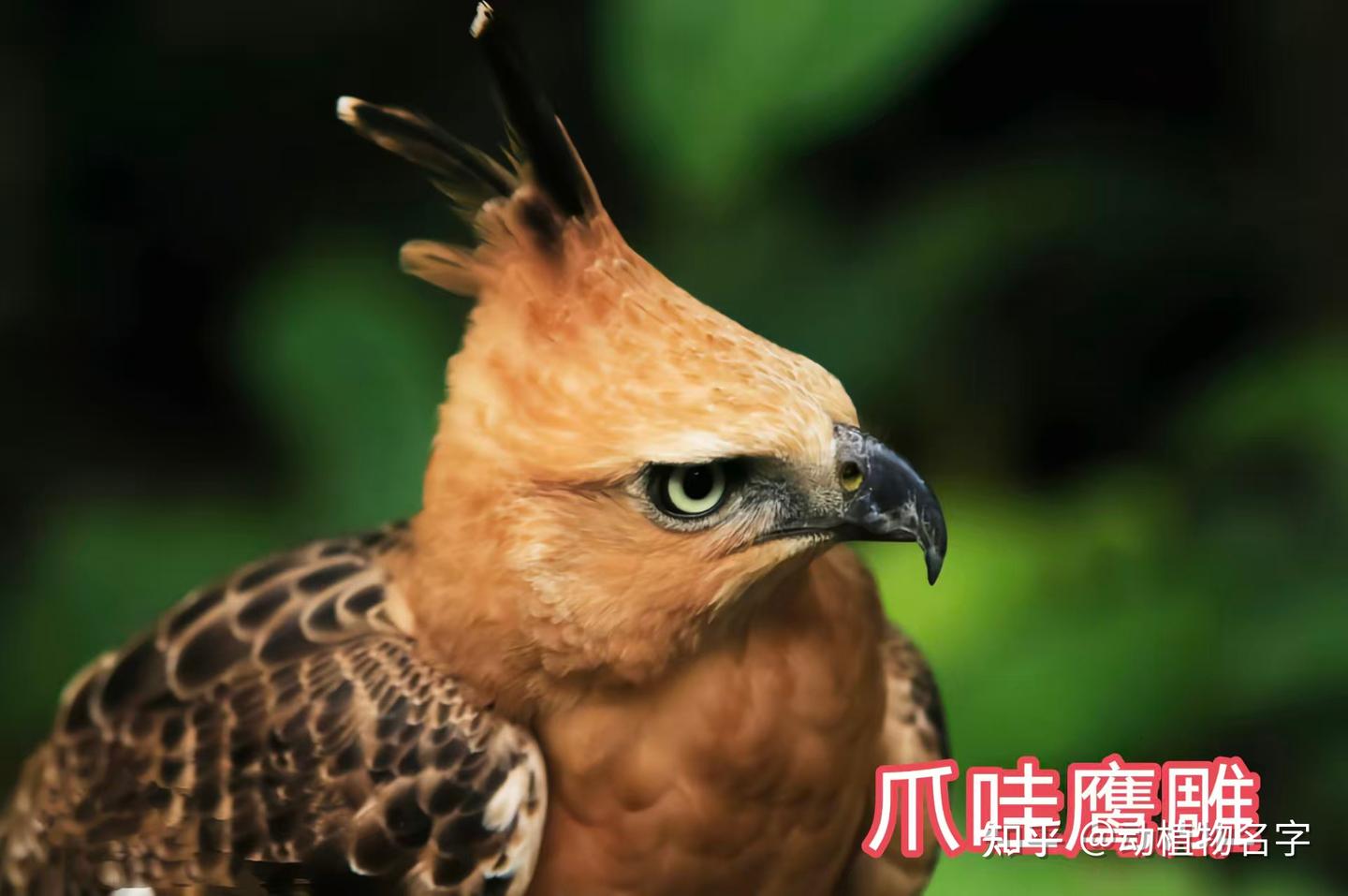 95图带您了解鹰科的鸟类,浅谈雕、鵟、鹰三类天空猛禽的区别 - 知乎