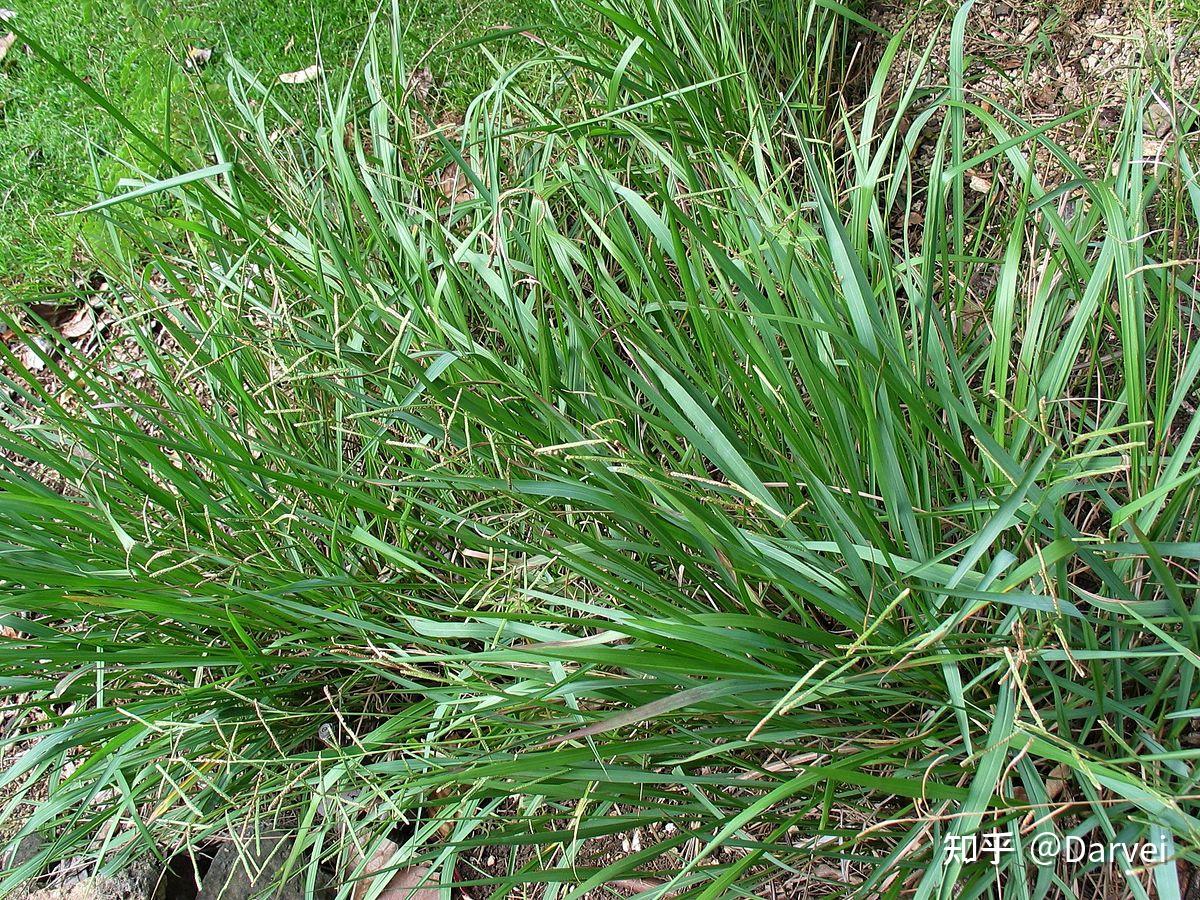 毛花雀稗 paspalum dilatatum poir.裂颖雀稗 paspalum fimbriatum h.