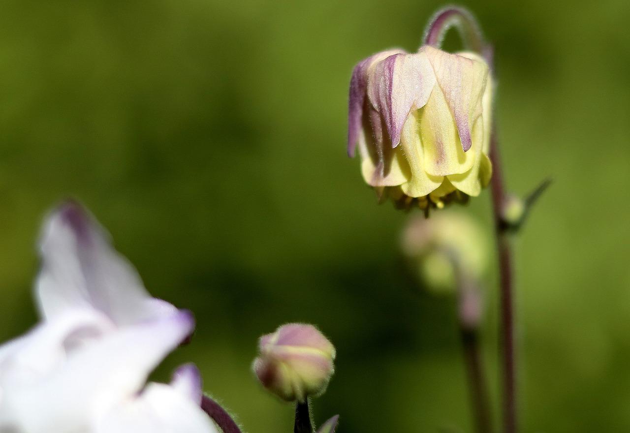 炮苑花都在哪里