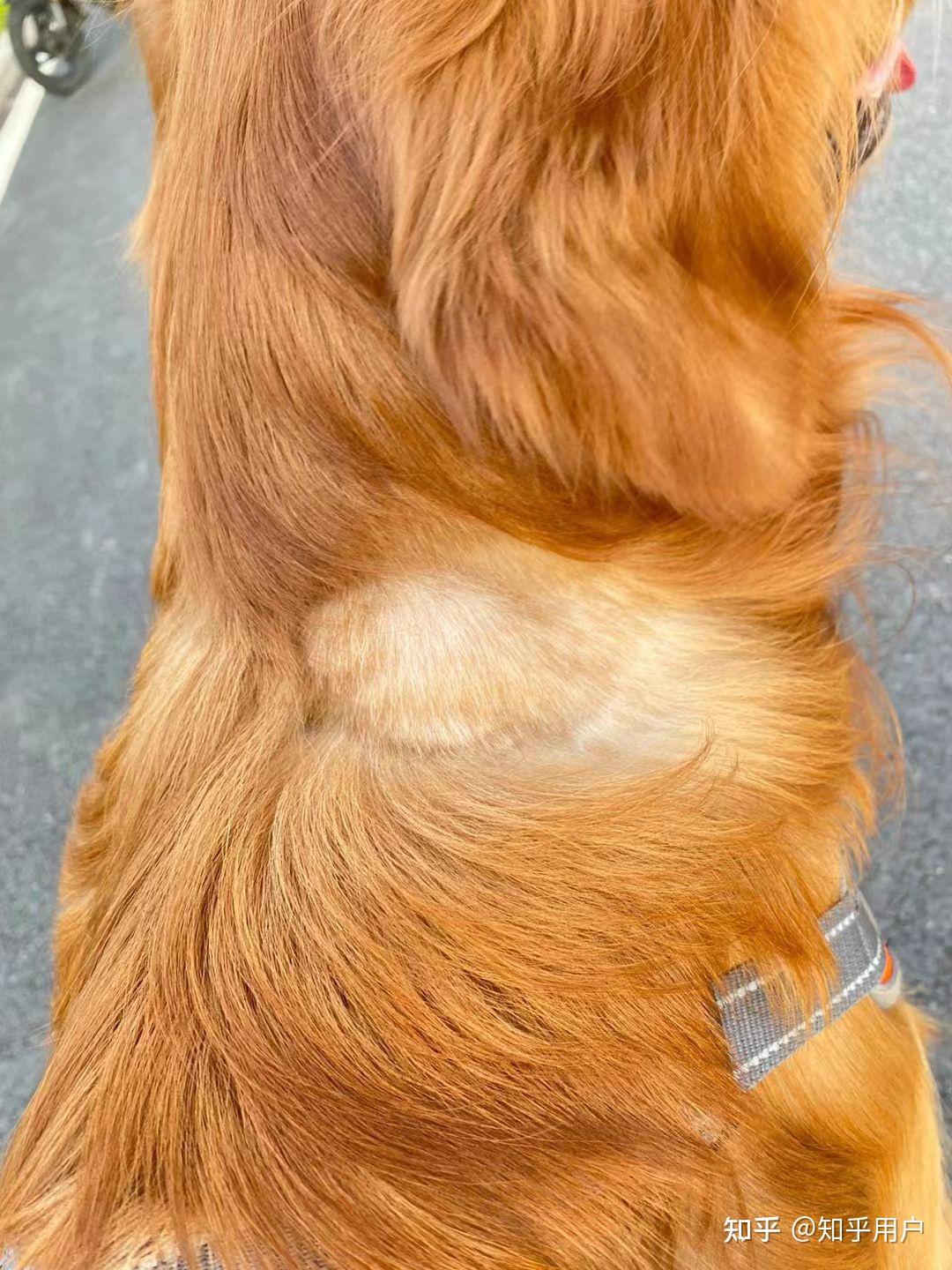 狗狗良性肿瘤图片